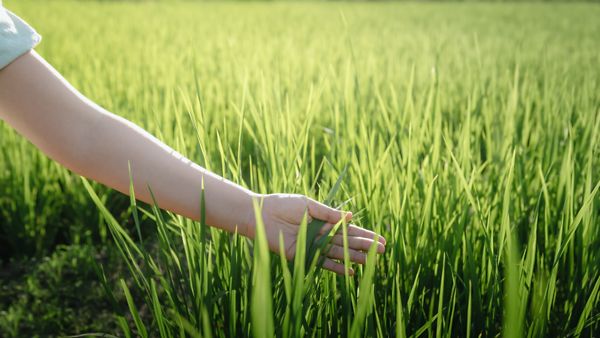 Hand berührt Pflanzen auf einem Feld