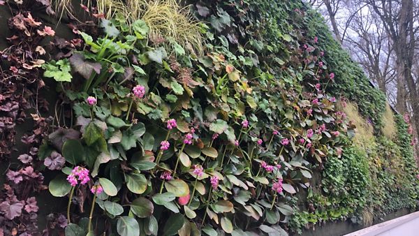 Nahaufnahme der begrünten Fassade